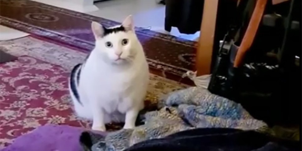 Посмотрите, как толстый белый кот покорил сердца пользователей соцсетей и  стал мемом