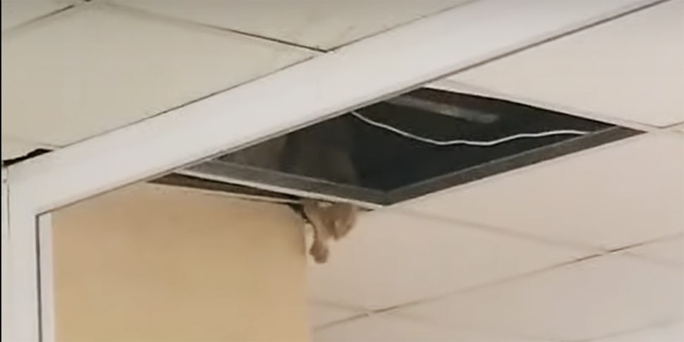 Мяукал и просил есть». На потолке в поликлинике завелся кот