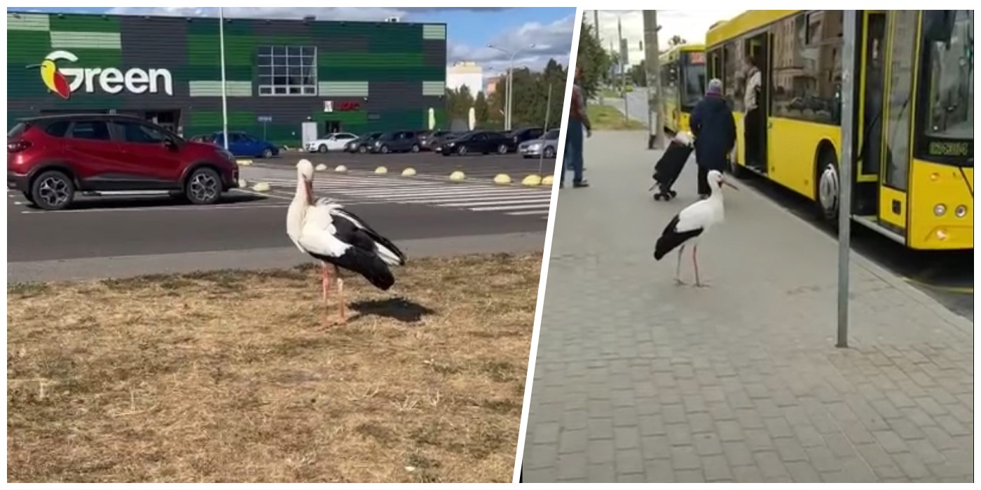 Помните аиста из Чижовки? Узнали, как сложилась его судьба