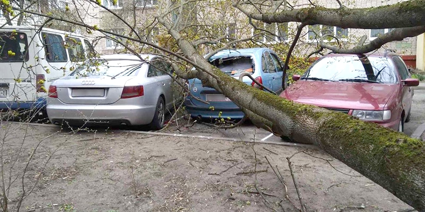 Как получить компенсацию, если на машину упало дерево?