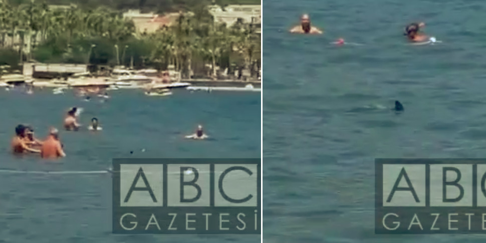 Нападение акул в турции. Нападение акулы в Хургаде 2022. Акула в Турции на пляже.
