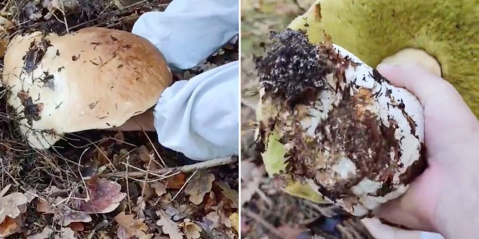 Белорус нашел. Живые грибы:. Осенние грибы в Дубовом лесу. Опасные осенние грибы. Грибные места в этом году.