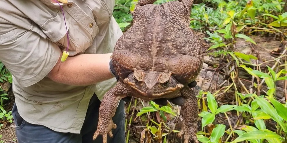 самая большая жаба на земле