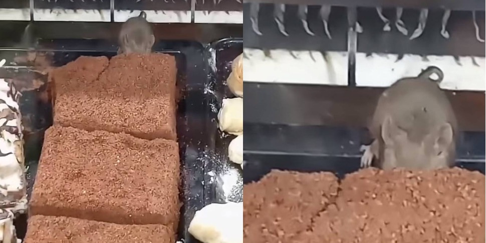 Раз ест, значит вкусно! В крупном супермаркете заметили мышь в кулинарии