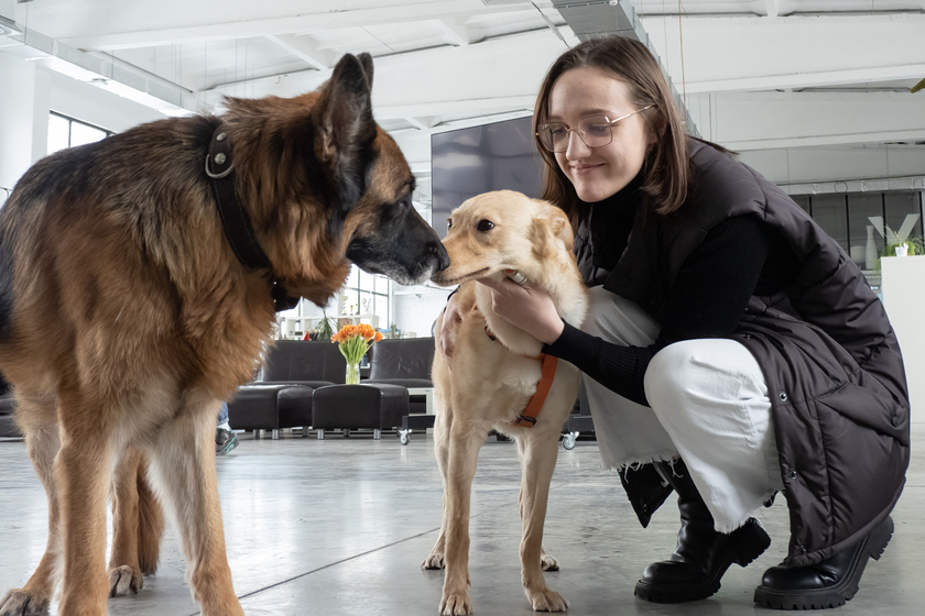 Животные в офисе, теперь pet-friendly-движение добралось и до офисов