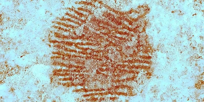 考古学者は、不足アーティストから最も古い「肖像画」につまずいた