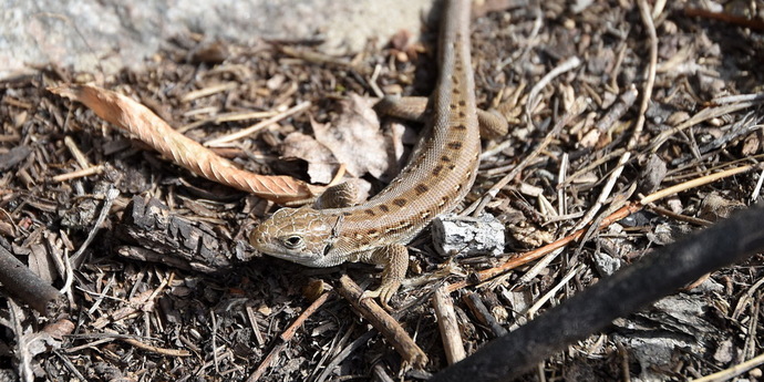 Мир глазами ящерицы. Как видят ящерицы. Ящерицы видные. Ящерицы вьетнама. Мир ящериц.