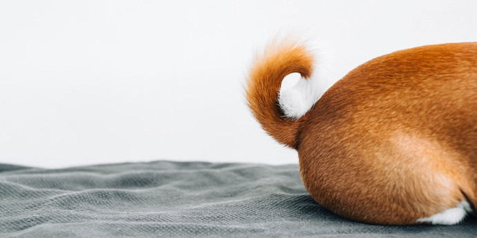 犬が尻尾を激しく振る理由を科学者が発見