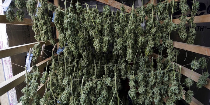 Легализуют ли марихуану в беларуси конопля и все расслабляющие