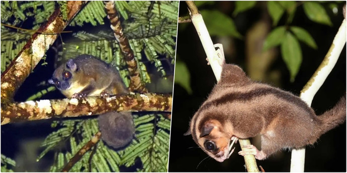 6000年前に絶滅したと考えられていた動物がインドネシアで発見