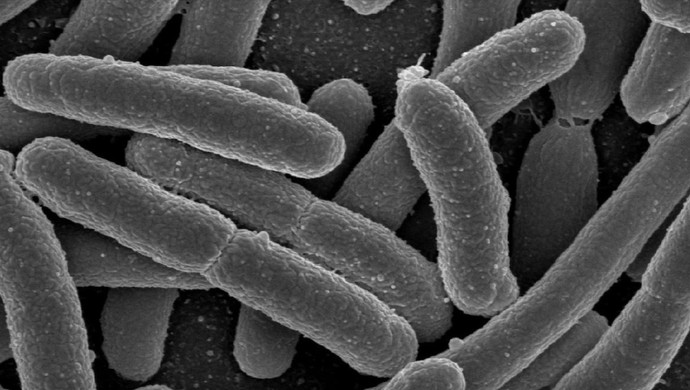 コロンビアの科学者が細菌をベースにしたガンワクチンを開発