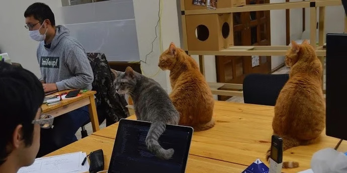 日本のIT企業が猫を雇った。すべては燃え尽き症候群との戦いのため