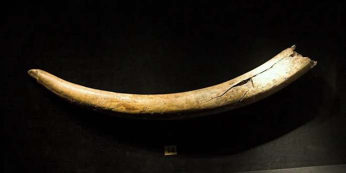 考古学者はアラスカで1万4000年前のマンモスの進路を追跡した