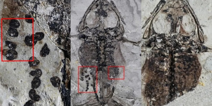 最古のカエルの化石がその早すぎる死を明らかにする