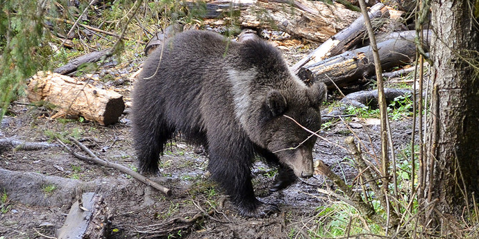 Bear center