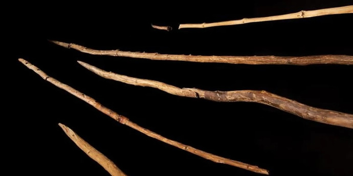 ネアンデルタール人の木製道具コレクション、30万年前のものと判明
