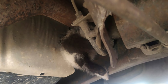 Упрямый котенок спрятался под автомобилем и катался по городу: «Еле достали!»