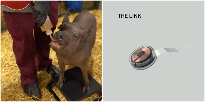 Илон маск имплант. Илон Маск чипировал свинью.