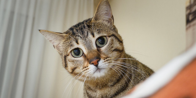 科学者は、猫が飼い主を覚えていることを発見しました