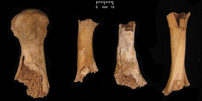 イギリスで37人の古代人の遺体が発見された。おそらく他の人に食べられた可能性が高いです