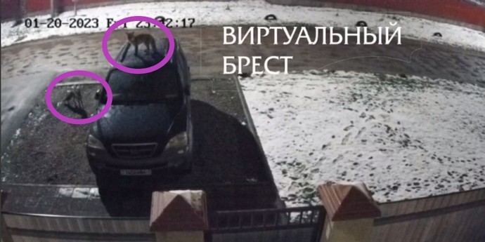 Камера видеонаблюдения засняла слишком любопытных лисиц в Бресте (видео)