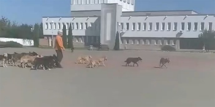 В Марьиной Горке зоозащитник вывел 50 собак к райисполкому для переговоров (дополнено)