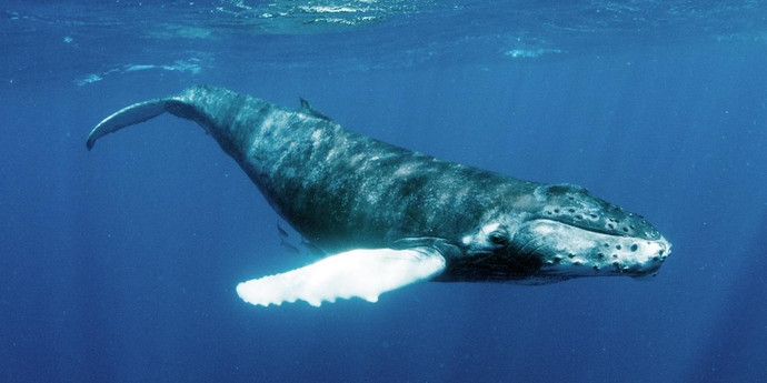 これは、海の巨大な音の最も大きな「叫び声」です