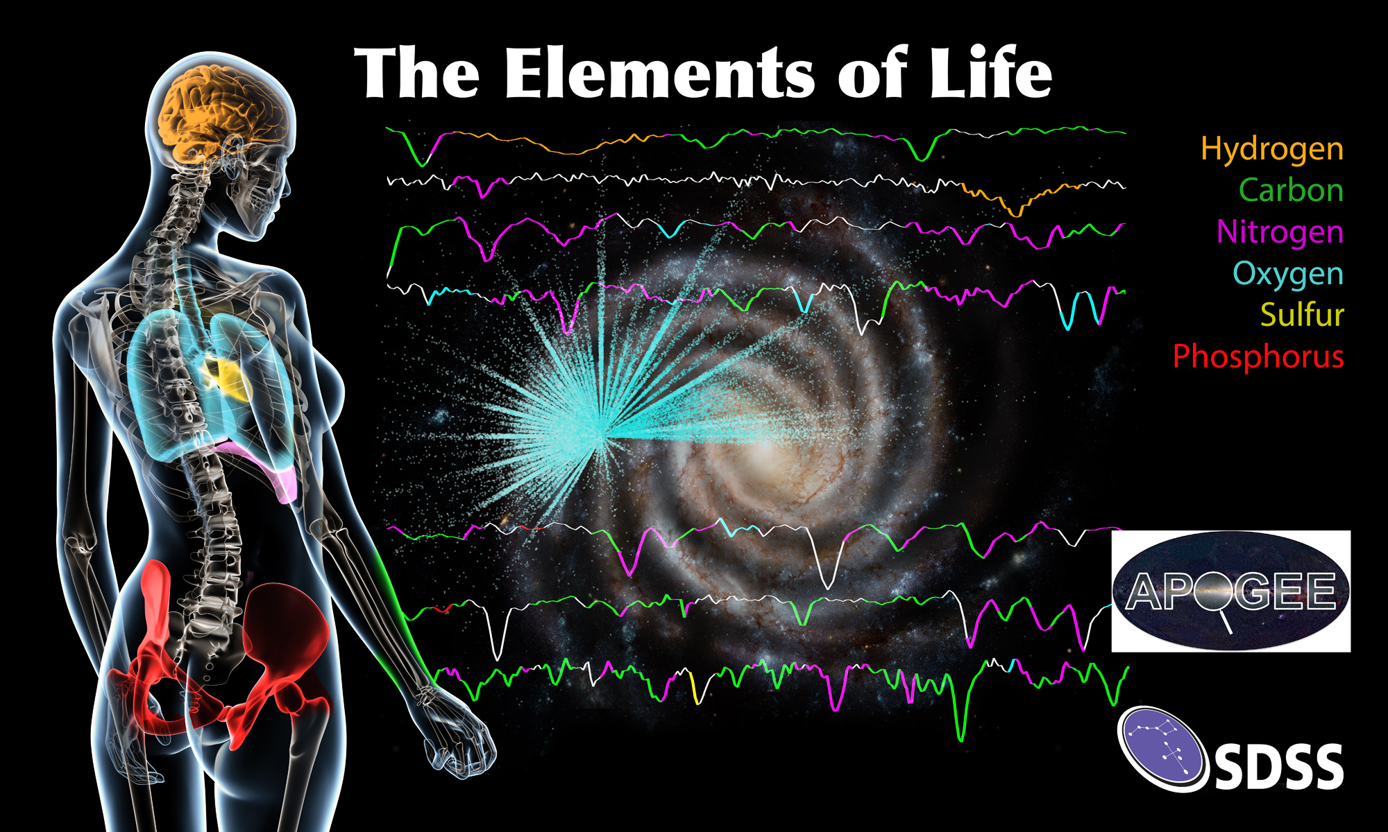 Elements of life. Элементы жизни. Человек состоит из звездной пыли. Атомы в человеческом теле. Человек из атомов.