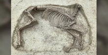 Находка древнего скелета лошади без головы в Германии озадачила ученых