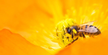 У пчел очередная проблема: срок их жизни сократился за 50 лет на 50%