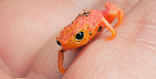 Ученые выяснили, почему седлоносные жабы такие неуклюжие (видео)