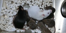 Ученые впервые клонировали мышь из высушенных клеток