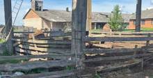 Мужчина хотел застрелить свинью, но тяжело ранил сына-подростка