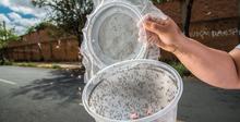 В США выпустят на волю еще 2 миллиарда генно-модифицированных комаров