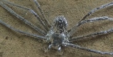 Найден паук с секретной суперспособностью. Она позволяет ему оставаться под водой более 30 минут