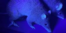 Ученые: оказывается, почти все млекопитающие светятся в ультрафиолете