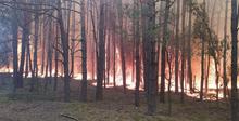 За день в стране потушили семь лесных пожаров