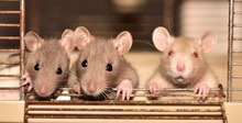 Крысам пересадили клетки человеческого мозга. Участок коры напоминал нейроны человека, а не животного