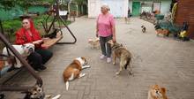 «Все случилось стихийно». Семья содержит 300 спасенных животных на одном участке